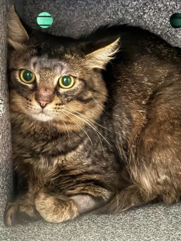 Splinter