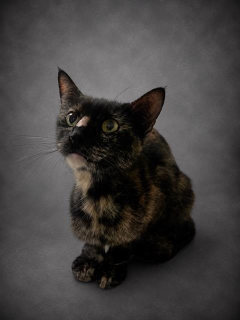 Tabitha