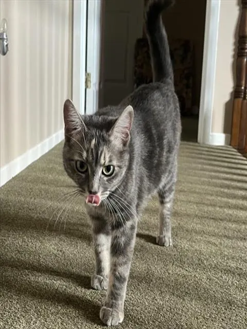 Lynx
