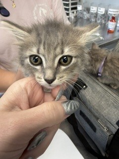 Adoptable Cat