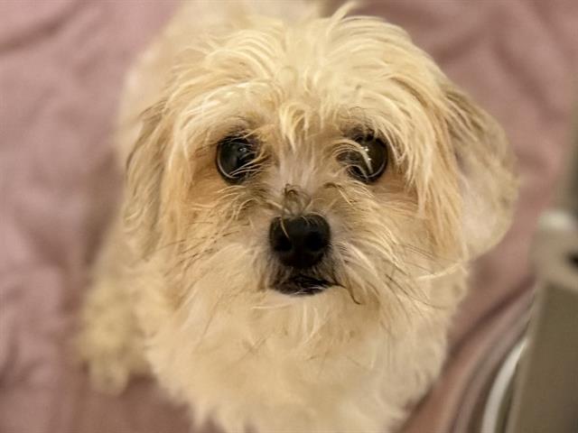 Lala
