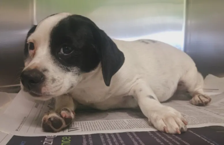 Adoptable Dog