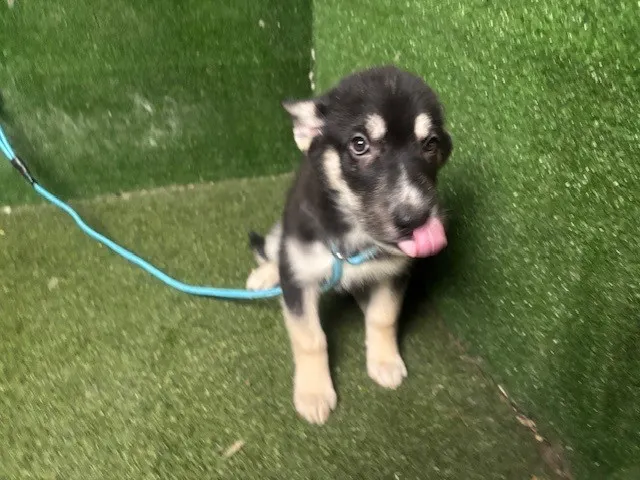 Tundra