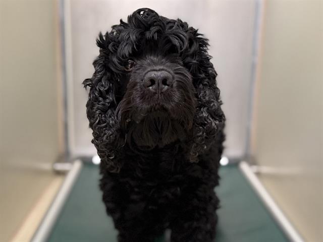 Adoptable Dog