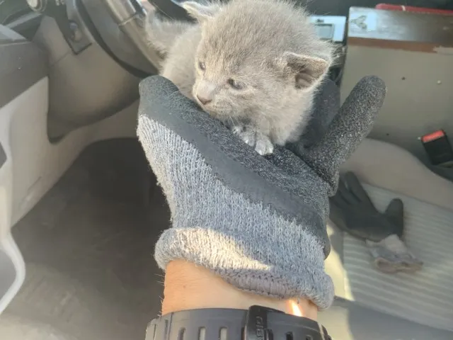 Adoptable Cat