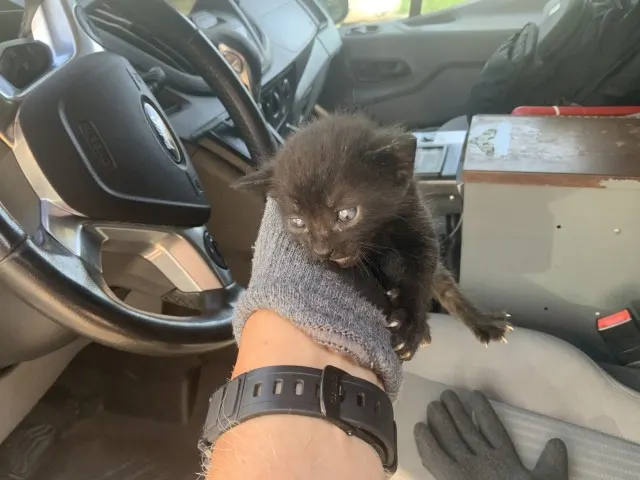 Adoptable Cat