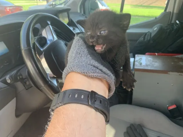 Adoptable Cat