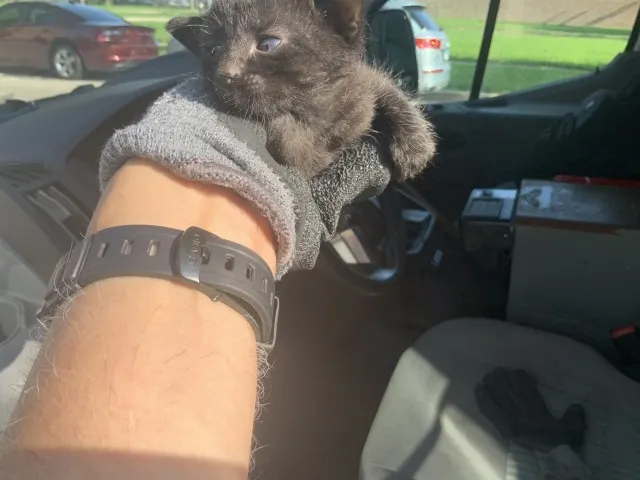 Adoptable Cat
