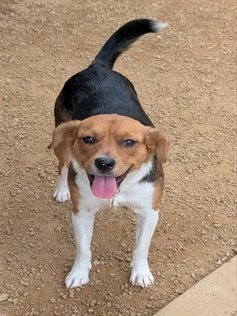 Daisy