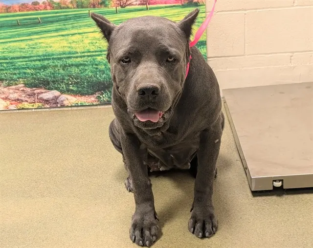 Adoptable Dog