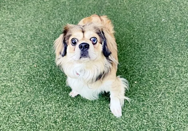 Chewy