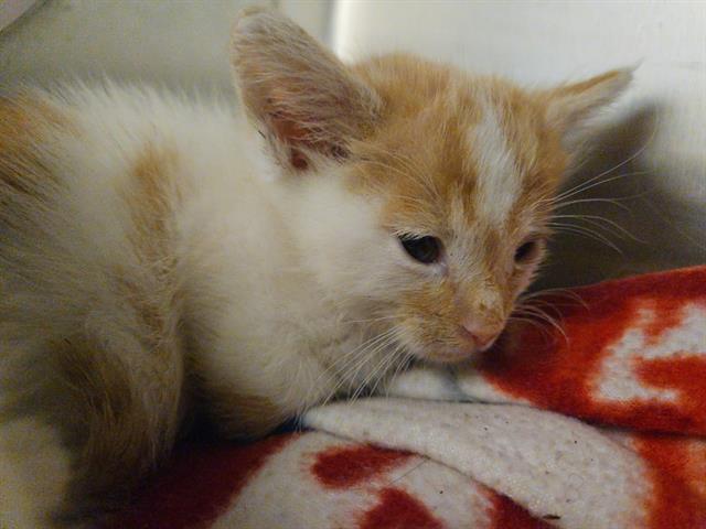Pumpkin Pie