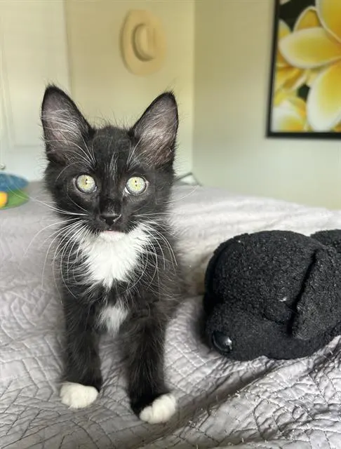 Simon