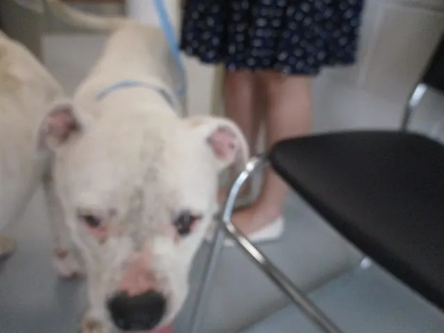 Adoptable Dog