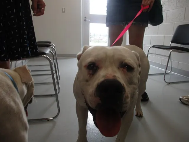 Adoptable Dog