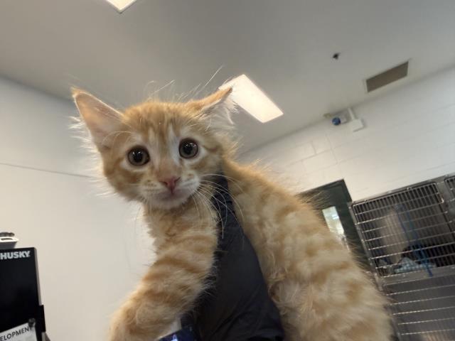 Adoptable Cat