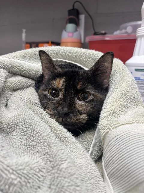Priscilla