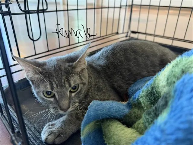 Adoptable Cat