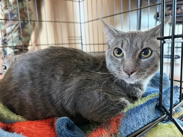 Adoptable Cat