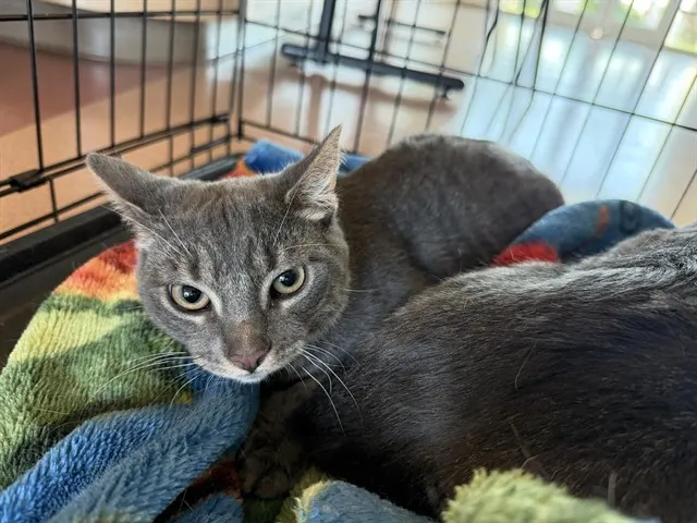 Adoptable Cat