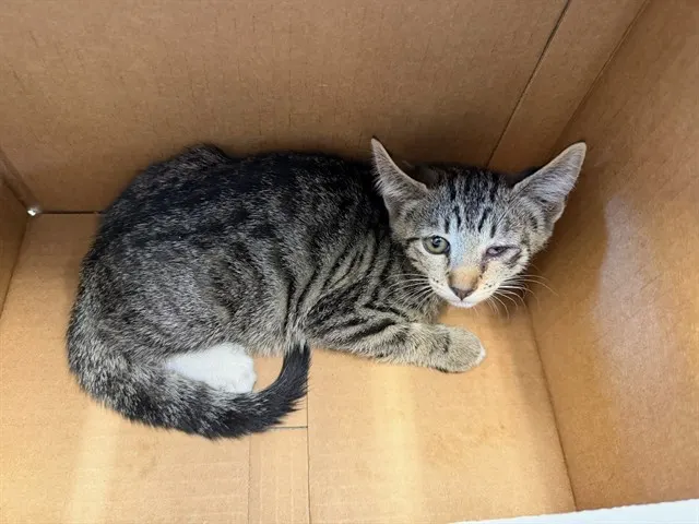 Mimi