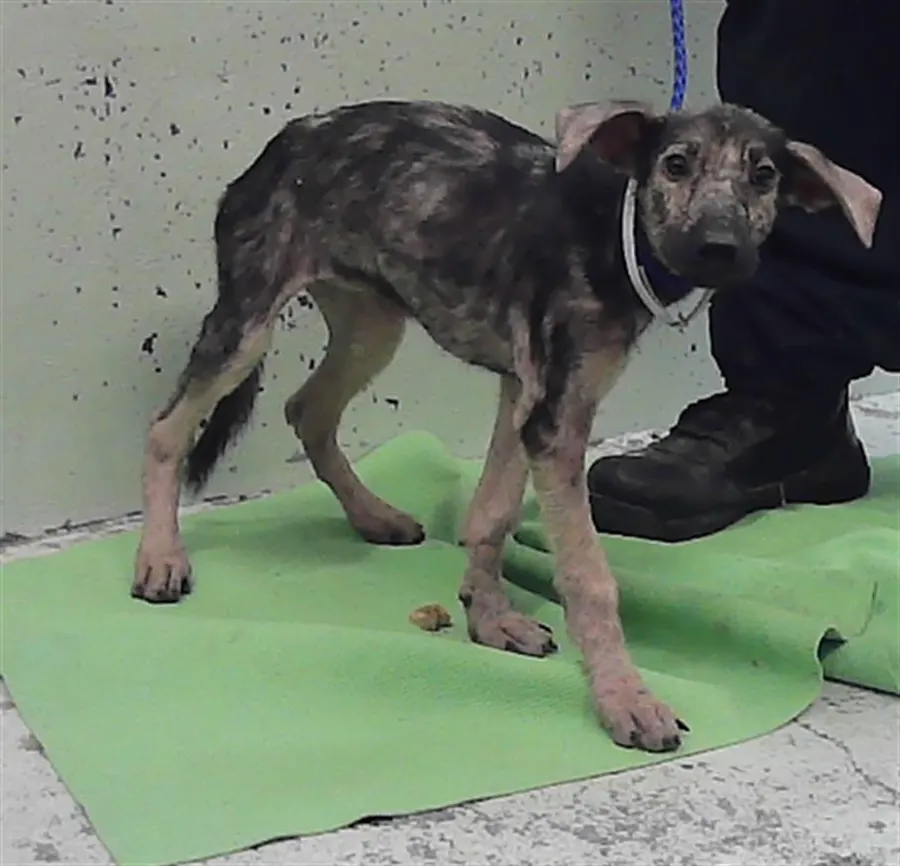 Adoptable Dog