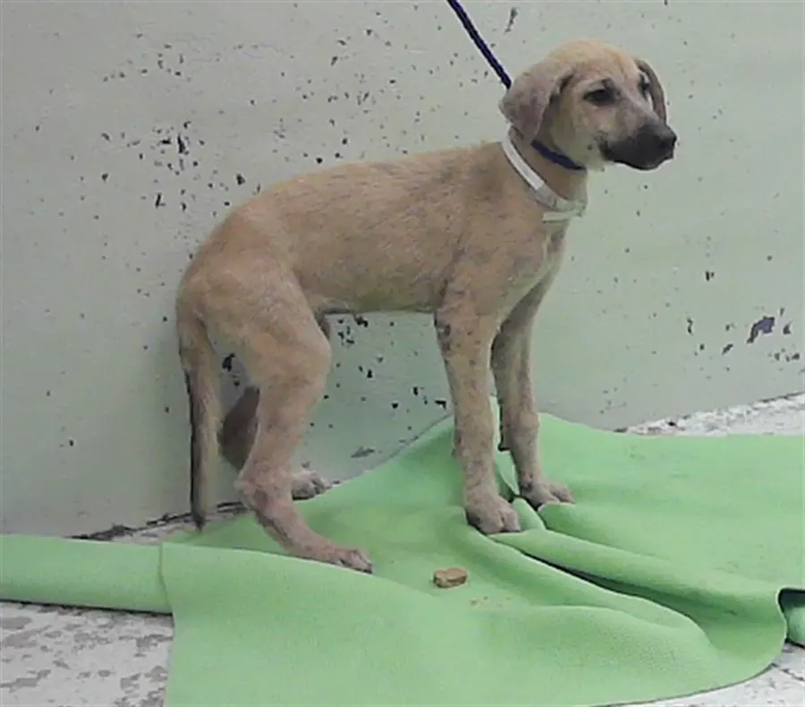 Adoptable Dog