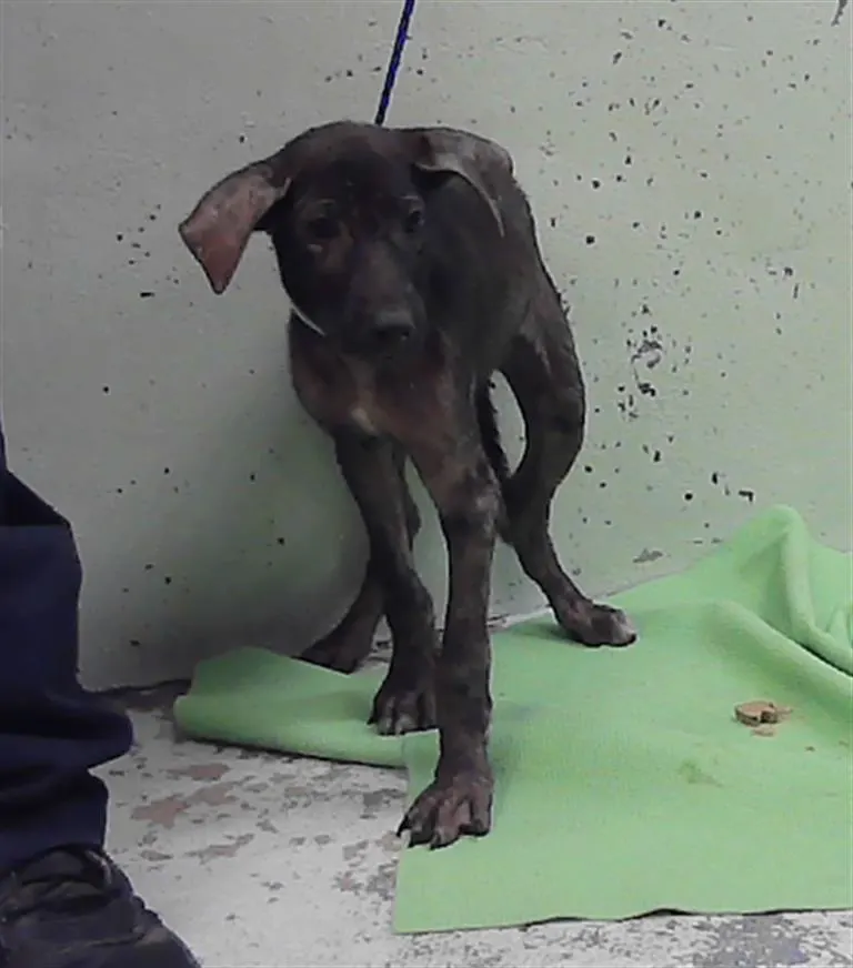 Adoptable Dog