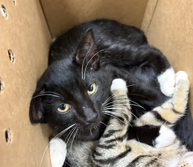 Adoptable Cat