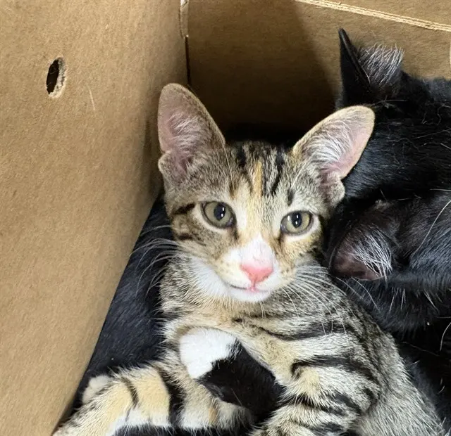 Adoptable Cat