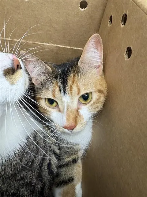 Adoptable Cat