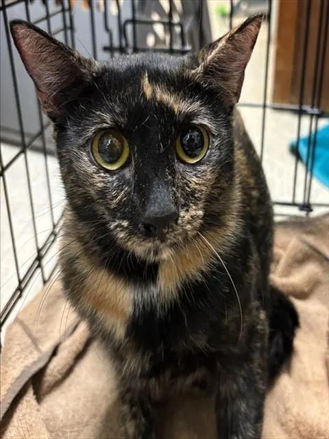 Adoptable Cat