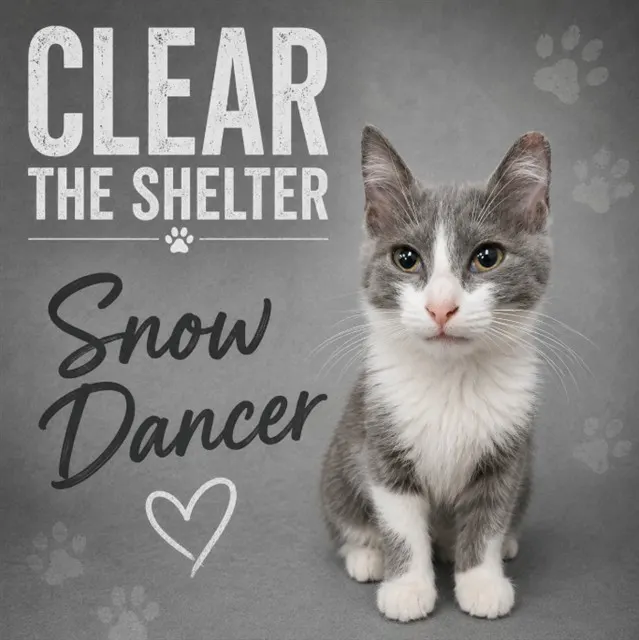 Snowdancer