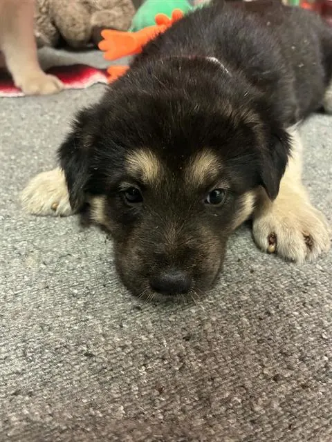 Adoptable Dog