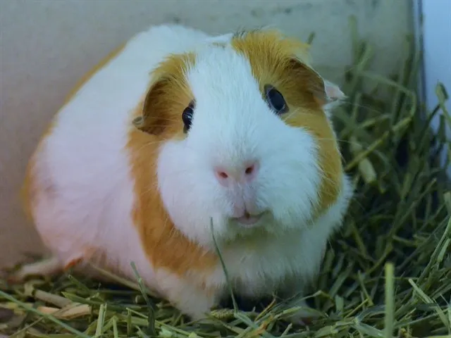Hippo