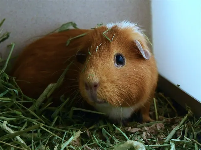 Snickers