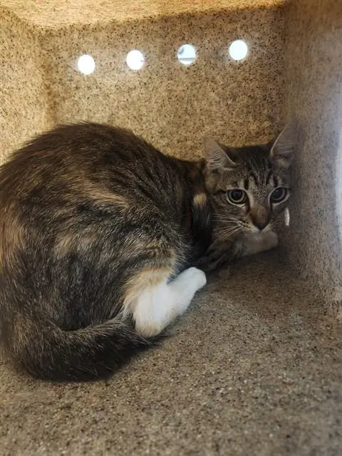 Adoptable Cat
