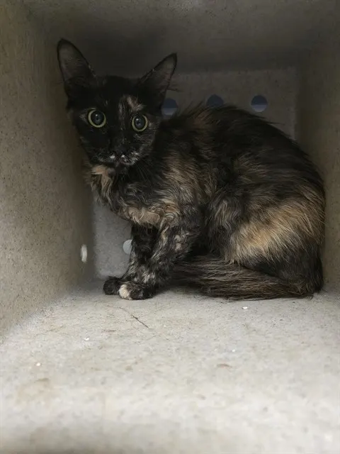 Adoptable Cat
