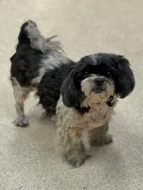 Suzie