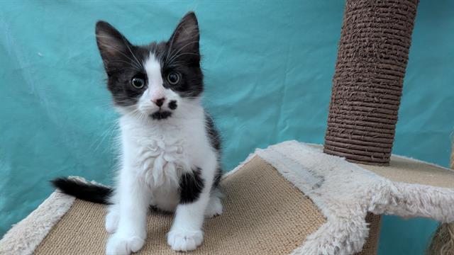 Oreo