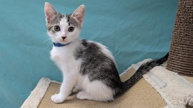 Kit Kat