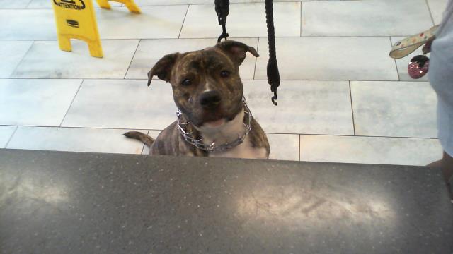 Adoptable Dog