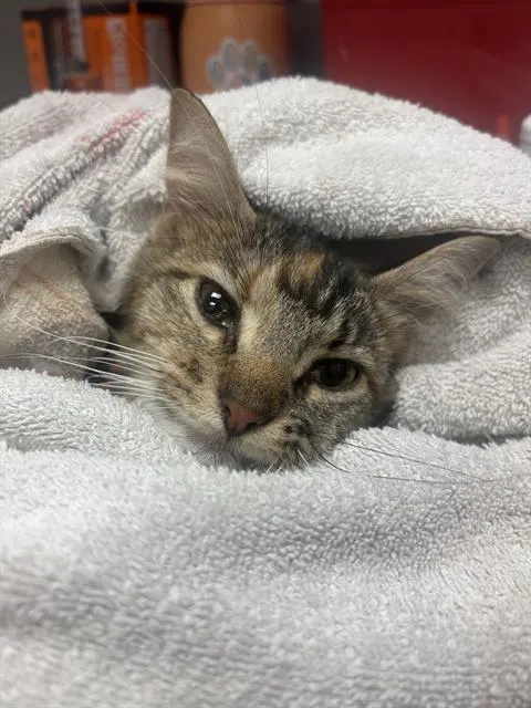 Tinkatink