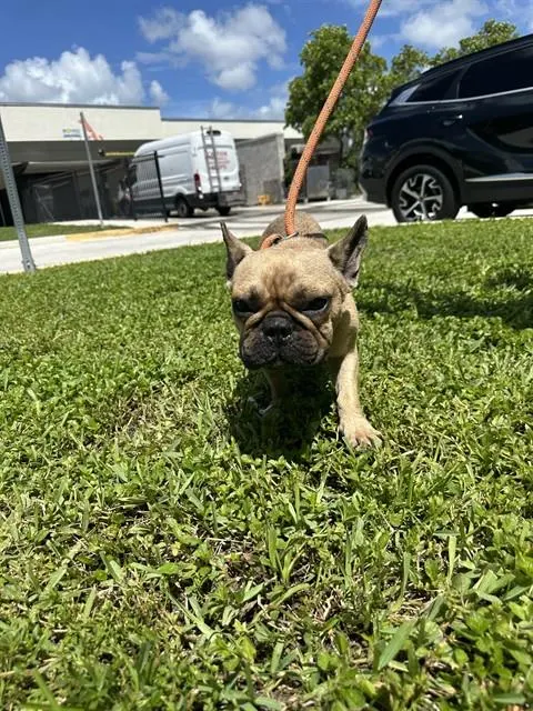 Adoptable Dog