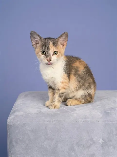 Peanut