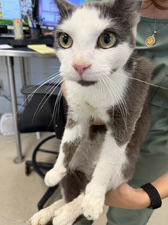 Adoptable Cat