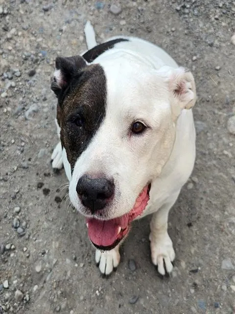 Apollo