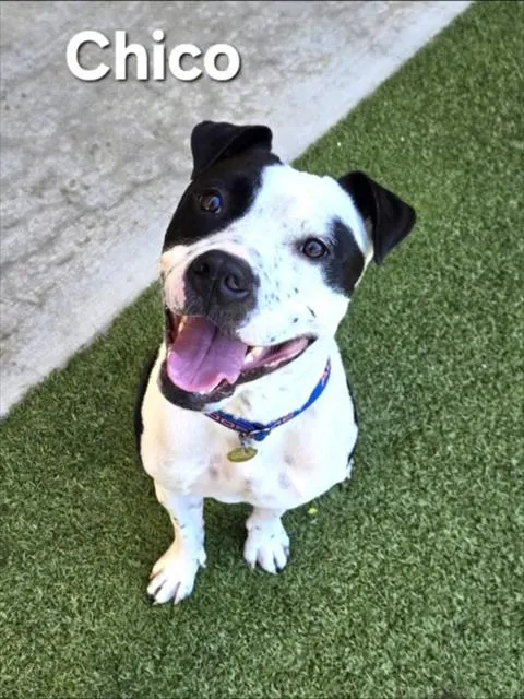 Chico