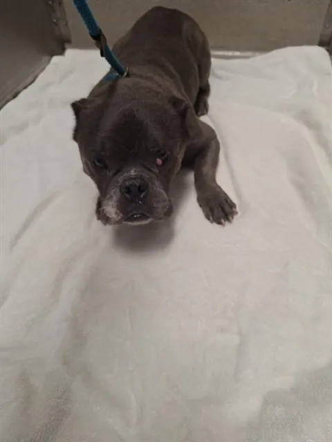 Adoptable Dog