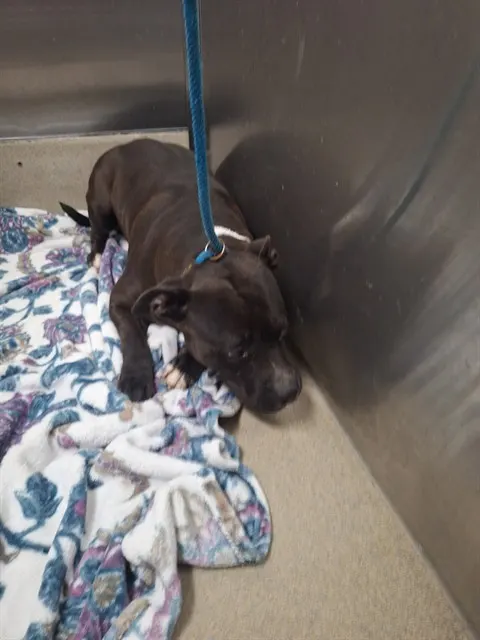 Adoptable Dog